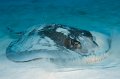 Cayman Brac 2010-15